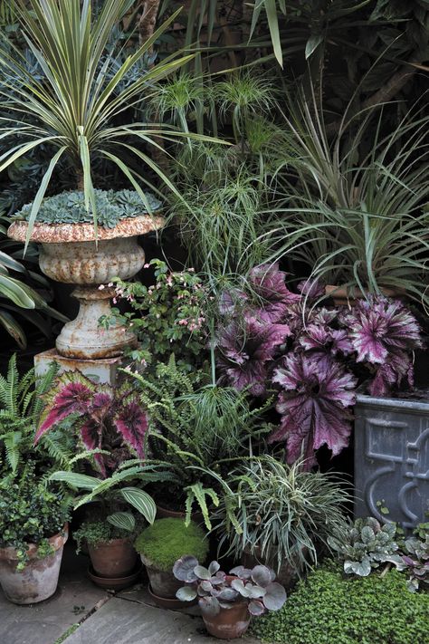 An easy to copy scheme for a container jungle garden | House & Garden Jungle Style, Lush Jungle, Small City Garden, Townhouse Garden, Garden Decoration Ideas, Small Courtyard Gardens, Jungle Gardens, Small Courtyards, London Garden