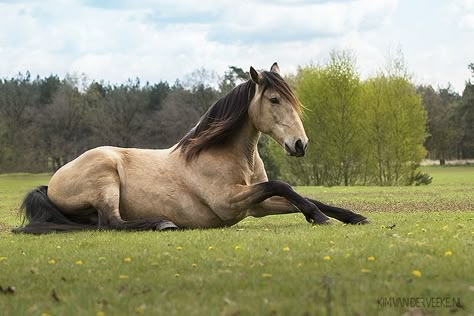 Horse Lying Down, Horse Laying Down, Kiger Mustang, Horse Photography Poses, Buckskin Horse, Cute Horse Pictures, Horse Anatomy, Mini Horse, Most Beautiful Horses