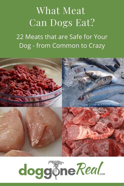 Dogs can eat a lot of different meats from various sources but it’s important to know which are safe and which ones should be avoided. Our list covers meat sources that are safe for your dog to eat –  from common to crazy and exotic. We also include cautions and preparations to be mindful of. What Human Food Can Dogs Eat, Meat Treats For Dogs, Foods Safe For Dogs To Eat, Raw Meat For Dogs, Raw Meat Dog Food Recipes, Foods Safe For Dogs, Meats Dogs Can Eat, Fresh Food For Dogs, Cooking For Dogs