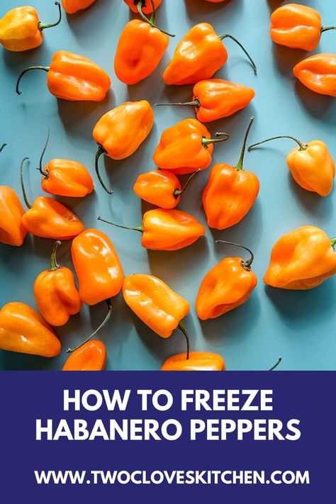 This article will teach you how to freeze habanero peppers, the bright orange hot peppers that are 100 times hotter than jalapenos! Keep reading to find out everything you need to know to freeze habaneros. Freezing Habanero Peppers, Freeze Peppers, Habanero Recipes, Freezing Peppers, Habanero Chili, Freezing Vegetables, Preserving Foods, Habanero Hot Sauce, Freezer Meal Prep