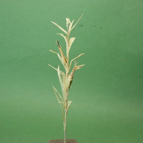 Make Scale Miniature Corn Stalks : Shape the Leaves on a Scale Miniature Corn Stalk Farm Toy Display, Corn Maize, How To Make Corn, Farm Images, Corn Stalks, Diy Miniatures, Miniature Scenes, Farm Projects, Corn Plant