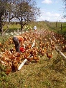 Free Range Chicken, Best Egg Laying Chickens, Chicken Farmer, Egg Laying Chickens, Chicken Farming, Backyard Chicken Farming, Keeping Chickens, Free Range Chickens, Chickens And Roosters