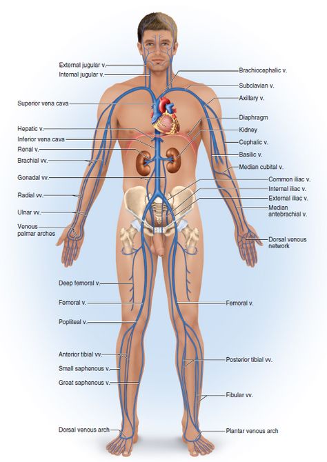 The major systemic veins are as follows: Jugular (Internal and External), brachiocephalic, subclavian, cephalic, brachial, ulnar, radial, common iliac, femoral, great saphenous, popliteal, and tibial. The veins return the blood back to the heart; venous return. Human Body Organs, Body Diagram, Human Body Anatomy, Health And Fitness Magazine, Human Anatomy And Physiology, Healthy Diet Tips, Medical Anatomy, Daily Health Tips, Body Anatomy