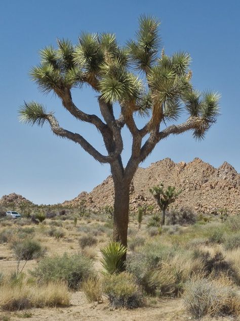 It's hard to tell the difference between Agave and Yucca sometimes, but here are some tips!    #succulents #agave #yucca #sublimesucculents Prehistoric Garden, Tree Sunset Painting, Joshua Tree Sunset, Habitat Project, Yucca Filamentosa, Yucca Tree, Habitats Projects, Dry Desert, Yucca Plant