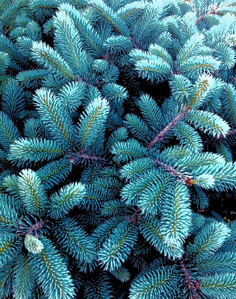 Blue Spruce Christmas Tree, Merry Yule, Blue Spruce Tree, Pine Garden, Colorado Blue Spruce, Colorado Map, Spruce Christmas Tree, Eco Garden, Characters Inspiration