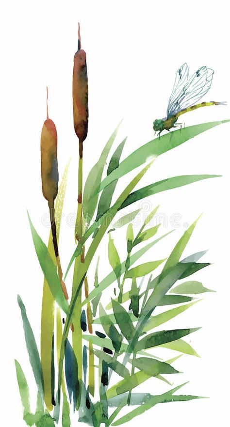 Bullrushes Art, Cattail Drawing, Reeds Illustration, Reeds Drawing, Watercolor Cattails, Cattail Painting, Painting Cattails, Cattails Painting, Cattails Drawing