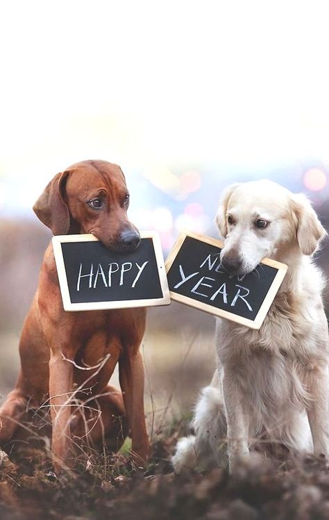 "Happy New Year" Really Funny Dog Videos, Happy New Year Dog, Year Wallpaper, Dog Photoshoot, New Year Wallpaper, Happy New Year 2024, Funny Dog Memes, Funny Cats And Dogs, Funny Dog Pictures