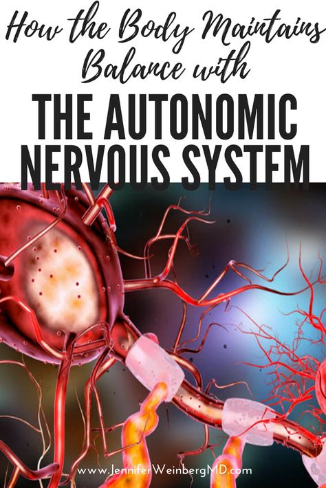 Autonomic Nervous System Anatomy, Automatic Nervous System, Autonomic Nervous System Notes, Dysautonomia Symptoms, Autonomic Dysfunction, Fibermyalgia Symptoms, Autonomic Nervous System Dysfunction, Nerve Anatomy, Physician Assistant School