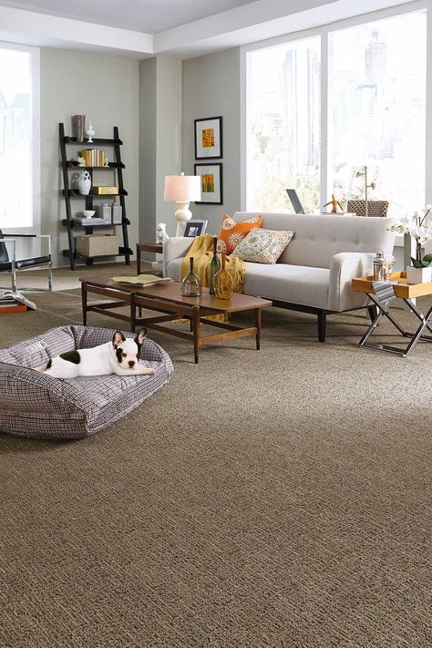 Park Flooring, Brown Carpet Living Room, Brown Carpet Bedroom, Living Room Transitional, Brown Carpet, Living Room Color Schemes, Small Apartment Living Room, Carpet Living Room, North Park