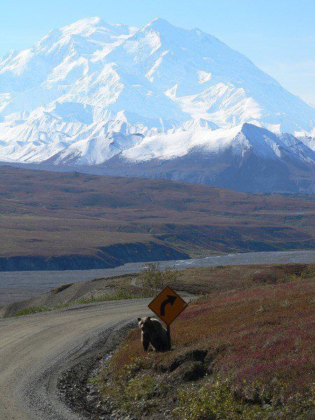 ye Mount Denali, Denali Alaska, North To Alaska, Grizzly Bears, Alaska Usa, Africa Destinations, Denali National Park, Places In The World, Alaska Cruise