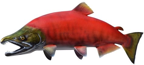 Fish References, Kokanee Salmon, Fish Pictures, Red Salmon, Fish Artwork, Salmon Run, Sockeye Salmon, Fish Species, Salmon Fish