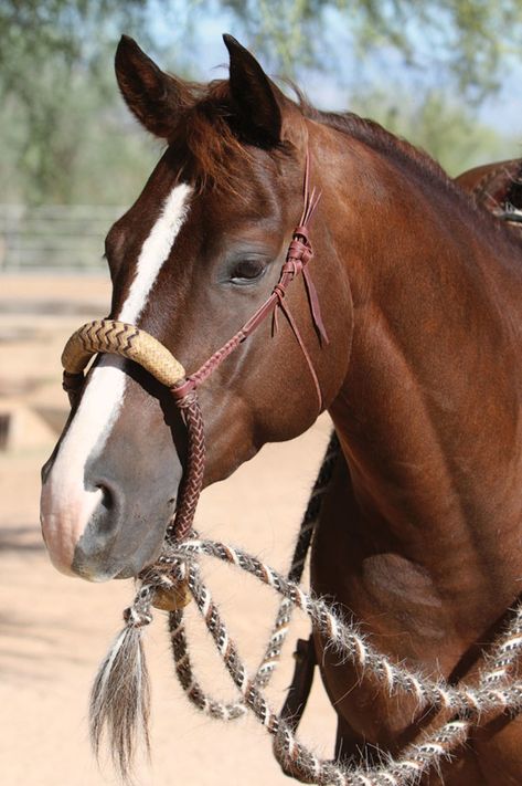 Get a Handle on Hackamores. Hone your horse-headgear knowledge, and learn the ins and outs of the traditional hackamore. Hackamore Bridle, Horse Training Ground Work, Rawhide Braiding, Cow Horse, Reining Horses, Horse Info, Horse Riding Clothes, Horse Equipment, Cowboy Horse