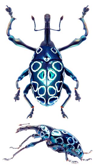 Alcicodea sp. Blue Insects, Strange Insects, Beetle Elytra, Pretty Bugs, Cool Insects, Strange Animals, Beautiful Insects, Beetle Insect, Cool Bugs