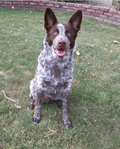 Brown Heeler Dog, Chocolate Heeler Cattle Dogs, Chocolate Heeler, Lancashire Heeler, Red Heelers, Heeler Puppies, Red Heeler, Cattle Dogs, Australian Cattle Dogs