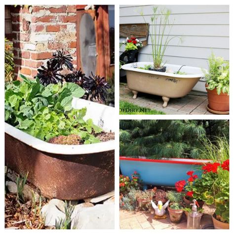 Old Bathtub Ideas Garden Backyard, Repurpose Old Bathtub, Old Bathtub Ideas Garden, Clawfoot Tub Pond, Garden Bathtub, Bath Tub Fish Pond Old Bathtub, Petunia Plant, Old Bathtub, Vintage Bathtub