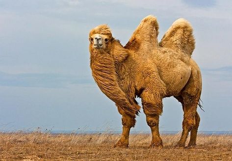 Camel Tattoo, Mongolian Landscape, Camels Art, Bactrian Camel, Tattoo Nature, Desert Animals, Animal References, Animal Sketches, Animal Tshirt