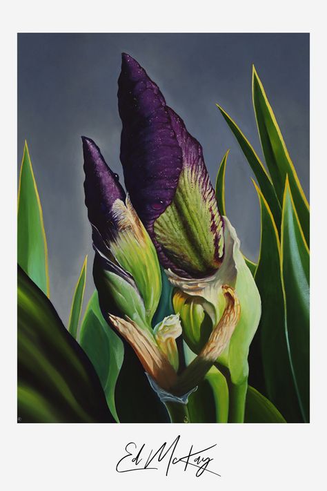 Dancing in the Park Iris Series No. 4 oil on canvas Purple irises with leaves entwined seem to dance amid green and gold foliage in a blue-violet background. By Ed McKay. Violet Background, Purple Iris, Colorado Springs, Famous Artists, Art Blog, Oil Pastel, Art Studios, Green And Gold, Colorado