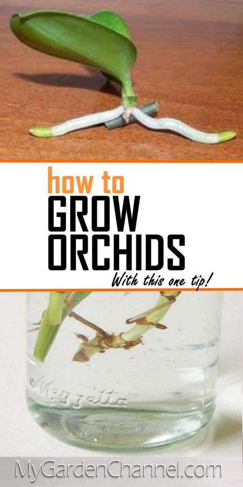 How To Grow Orchids, Orchid Propagation, Grow Orchids, Repotting Orchids, Orchids In Water, Indoor Orchids, Orchid Plant Care, Orchid Seeds, Household Plants