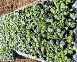 Kurapia Plant Seeds: Can It Create A Groundcover In All Zones? Creeping Boobialla, Vinca Minor Ground Cover, Kurapia Groundcover, Chorizema Cordatum, Leaf Structure, Grass Flower, Drought Resistant, Attract Pollinators, Small White Flowers