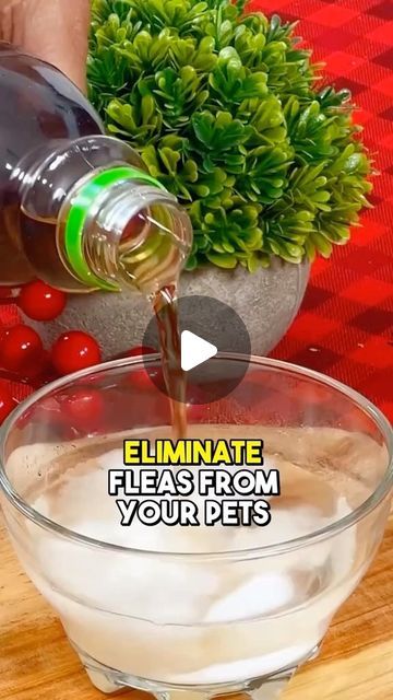 NaturalspFoods on Instagram: "Get rid of fleas on your pets with this Home remedy... #Recipe #healthy Home remedy... . . . . . . . . . .  #Recipe #healthy #healthtips #health #recipes #fleas #pets #usa #us #canada" Apple Cider Vinegar For Fleas Dogs, Home Remedy For Dog Fleas, Diy Flea Collar Dogs, Home Flea Remedy For Dogs, Homemade Flea And Tick Spray For Dogs, Fleas Remedies For Dogs, Get Rid Of Fleas In House, How To Get Rid Of Fleas On Dogs, Natural Flea Spray For House