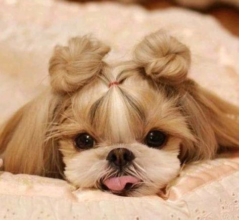 Shih Tzus, Cute Dogs And Puppies, Little Animals, Cute Pets, Baby Dogs, Cute Little Animals, Small Dog, Dog Grooming