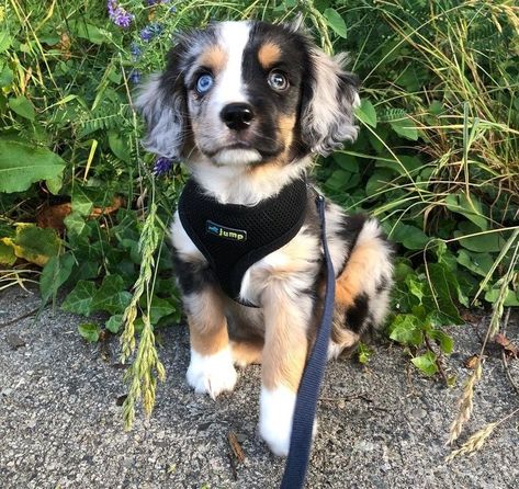 15 Mixed-Breed Dogs That Put Us in Awe of Nature’s Imagination Super Cute Puppies, Baby Animals Pictures, Cute Little Puppies, Airedale Terrier, Blue Merle, Mixed Breed Dogs, Cute Dogs And Puppies