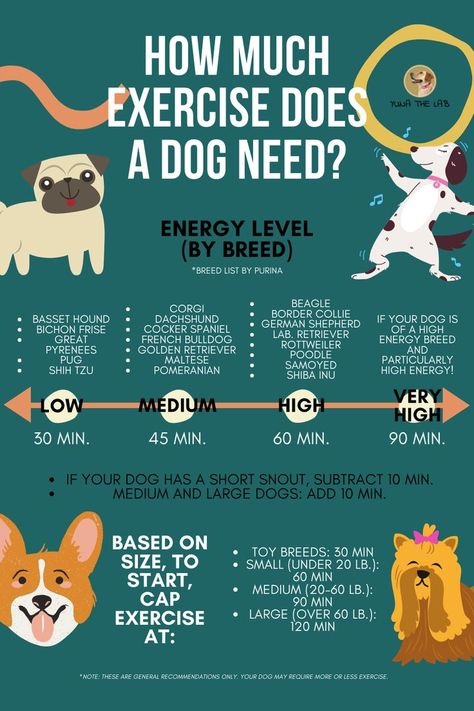 Friend Advice, Dog Advice, Dog Wellness, Tick Prevention, Dog Health Tips, Dog Exercise, Exercise Routines, Dog Brain, Leash Training