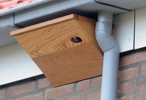 Action for Swifts: DIY swift box designs Homemade Bird Houses, Bat House, Bird House Feeder, Bird House Plans, Bird Box, Box Designs, Bird Houses Diy, Bird Boxes, Free Plans