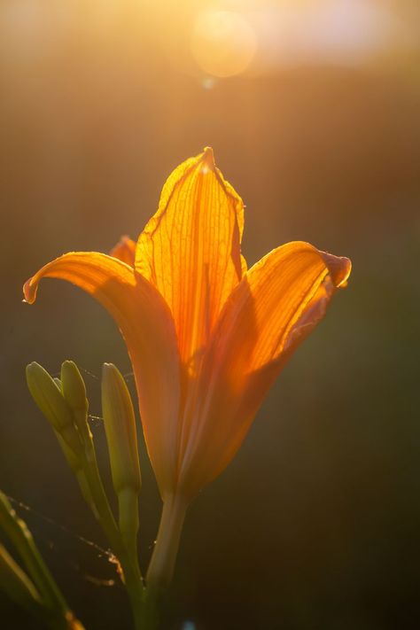 Orange lily flower in sunlight macro photography on a summer day. beautiful, bloom, blooming, blossom, botanical, botany, bright, close up, close-up, closeup, color, day lily, daylily, detail, flora, floral, floral poster, flowering plant, garden, green background, lilium, lily, macro photo, macro photography, natural, nature, wallpaper, outdoor, pestle, petal, petals, pistil, print, spring, stamens, summer day, summertime, sunlight, sunny day, lilies, wildflower, flower, orange, red Flower Macro Photography Close Up, Orange Blossom Aesthetic, Lily Flower Aesthetic, Flowers In Sunlight, Daylily Flower, Orange Lily Flower, Flower Photography Art, Photography Lighting Techniques, Lily Photography