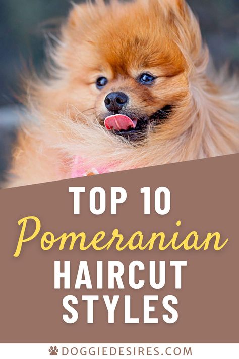 Pomeranian Teddy Bear Cut, Pomeranian Puppy Haircut, Hair Cut Styles, Pomeranian Colors, Pomeranian Haircut, Hair Cut Ideas, Dog Grooming Styles, Dog Remedies, Puppy Cut