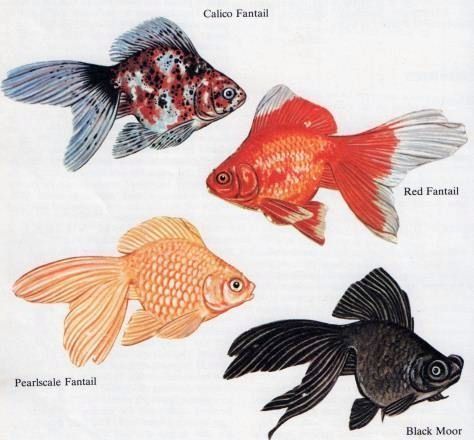 Types  of  fantail  goldfish Goldfish Species, Pond Tank, Goldfish Types, Goldfish Tattoo, Fantail Goldfish, Goldfish Art, Pond Garden, Goldfish Pond, Underwater Light