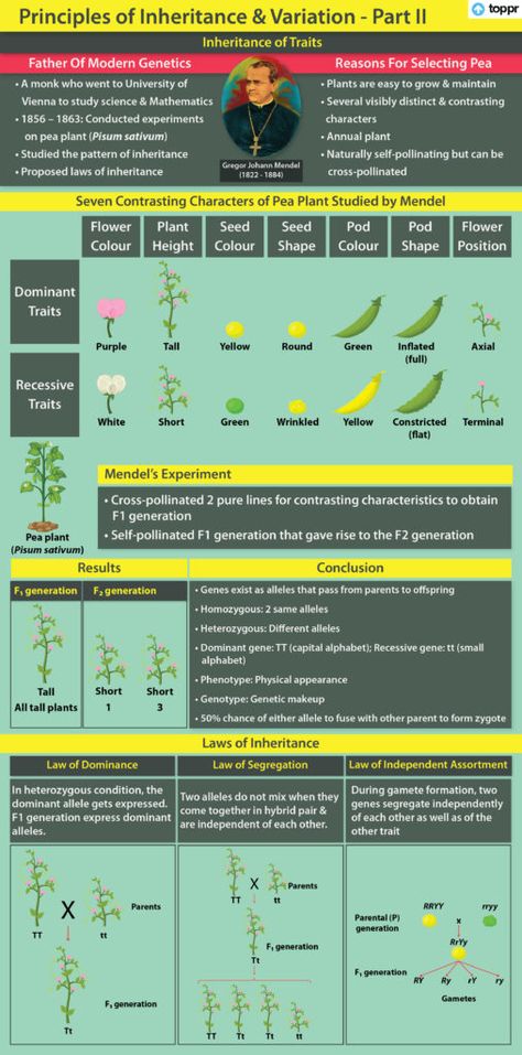 Mendelian Inheritance, Gregor Mendel, Cell Structure, Biology, Chemistry, Science, Quick Saves