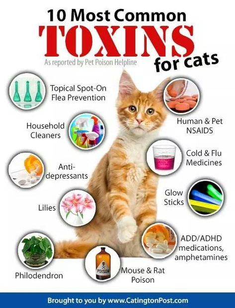 toxic for cats | cat health Cat Health Problems, Katt Grejer, Cat Language, Cat Health Care, Cat Hacks, Healthy Cat, Cat Care Tips, Kitten Care, Cat Parenting