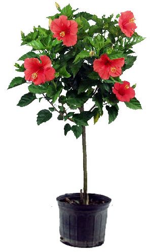 Hibiscus Tree Care, Hibiscus Bush, Growing Hibiscus, Hibiscus Tree, Hibiscus Garden, Household Plants, Hibiscus Plant, Container Gardening Flowers, Pansies Flowers