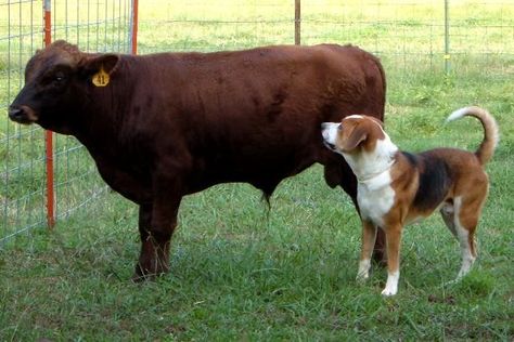 Dexter Cattle, Miniature Cattle, Miniature Cows, Raising Cattle, Mini Cows, Self Reliance, Dairy Cows, Small Farm, Hobby Farms