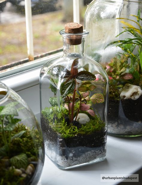 Terrarium Ideas Unique, Plant Ideas Indoor, Plants Ideas Indoor, Best Terrarium Plants, Indoor Plant Ideas, Closed Terrarium Plants, Terrarium Workshop, Indoor Plants Styling, Aesthetic Plants