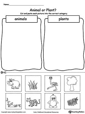 **FREE** Animal and Plant Sorting Worksheet. Use the Animal and Plant Sorting printable worksheet to teach children about the differences between animals and plants by sorting them into different categories. #MyTeachingStation Kindergarten Science Lessons Free, Plants And Animals Kindergarten, Parts Of The Plants Worksheets For Kindergarten, Sorting Items Into Categories, Plants Needs Kindergarten, Plant And Animal Needs Kindergarten, What Do Plants Need To Grow Worksheets, Plants Kindergarten, Plants Worksheets