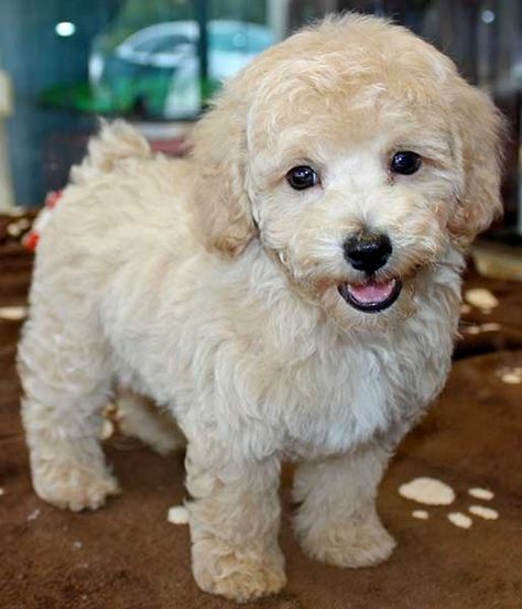 Bichon Poo (Bichon-Poodle mix) Info, Puppies, Pictures, Temperament Bichon Poo, Poochon Dog, Bichon Poodle Mix, Poochon Puppies, Teddy Bear Poodle, Mini Poodle Puppy, Bichon Poodle, Poodle Mix Puppies, Teddy Bear Puppies