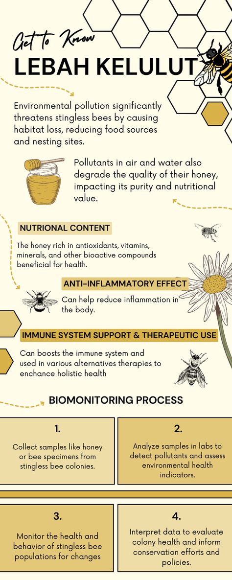 This infographic illustrates the biomonitoring process for stingless bees, involving sample collection, environmental pollution detection through analysis, and health monitoring. Environmental pollution impacts stingless bees by causing habitat loss and reducing honey quality. Meanwhile, stingless bee honey offers benefits as a functional food with high nutrition, anti-inflammatory effects, and immune system support.

Nabila Farkhatus Salehah (2311015120006) Stingless Bees, Environmental Pollution, Bee Honey, Functional Food, Alternative Therapies, Nutritional Value, Food Source, Reduce Inflammation, Holistic Health