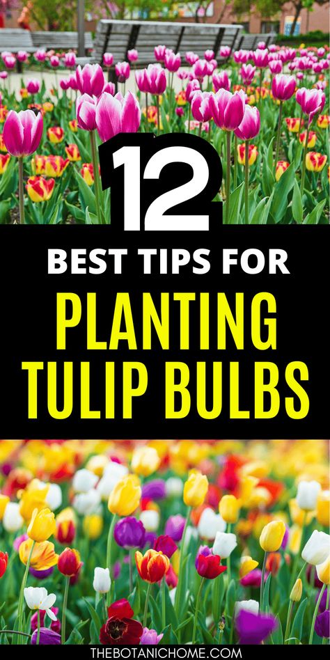 How to Plant Tulip Bulbs for Stunning Spring Blooms - The Botanic Home Tulips In Containers Planting Bulbs, When To Plant Ranunculus Bulbs, When To Plant Tulip Bulbs, Flowers To Plant In Fall, Tulip Planting, How To Plant Bulbs, When To Plant Bulbs, Cold Weather Plants, When To Plant Tulips