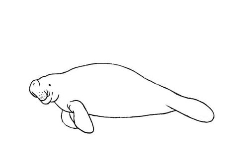 Manatee Line Drawing, Fine Line Manatee Tattoo, Manatee Tattoo Outline, How To Draw A Manatee, Manatee Doodle, Simple Manatee Tattoo, Manatee Outline, Manatee Sketch, Manatee Embroidery