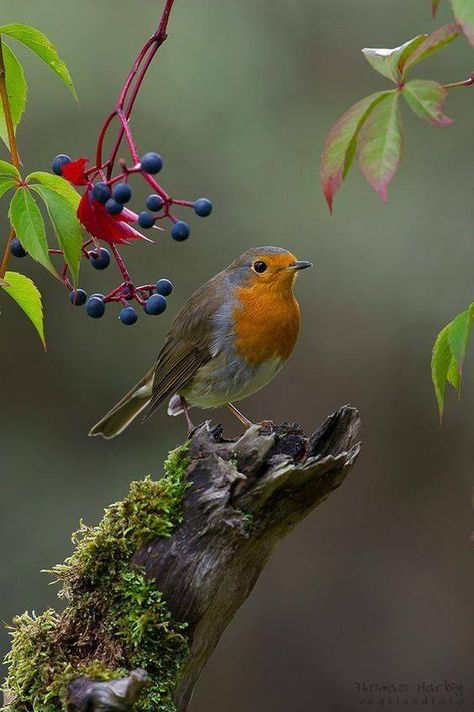 European Robin, Robin Bird, Airbrush Art, Bird Pictures, Pretty Birds, Bird Photo, Colorful Birds, Cute Birds, Little Birds