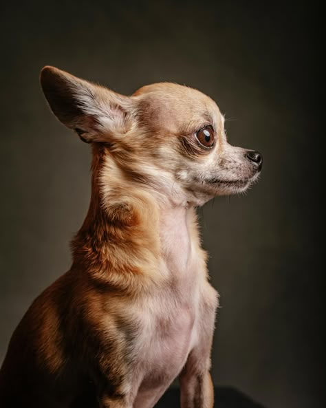 The Year of the Dogs - The Washington Post Dog Portrait Photography, Dog Portraits Art, Puppy Portraits, Dog Years, Chihuahua Love, Chihuahua Puppies, Chihuahua Dogs, Portraits From Photos, Dog Drawing