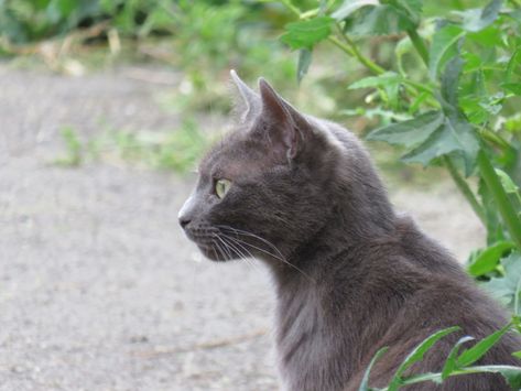 Russian blue cat side profile looking off in to the distance Cat Face Side View, Cat Looking Sideways, Cat Looking To The Side, Cat Drawing Side View, Kitten Side Profile, Cat Head Side View, Types Of Side Profiles, Cat Side, Cat Side View