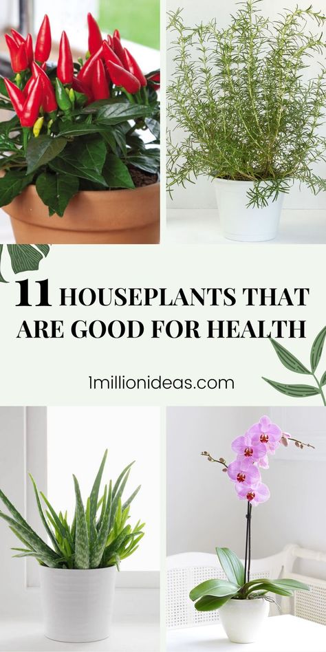 When it comes to houseplants, most people think of green space. But their uses aren’t only for decoration, there are many uses for health. It is great if we can have them throughout the entire year in the home and use them any time when needed. And in the article, we will share the 11 Houseplants That Are Good For Health. They are easy to grow with basic care to give health benefits what you are looking for. Green Space, Health Benefits, Indoor Plants, To Grow, Benefits, Things To Come, Good Things, Canning, Health