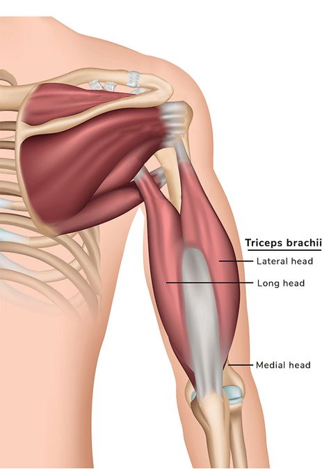 Tricep Muscle Anatomy, Tricep Anatomy, Triceps Anatomy, Forearm Muscle Anatomy, Elbow Anatomy, Anatomy Arm, Triceps Brachii Muscle, Infraspinatus Muscle, Rotator Cuff Muscles