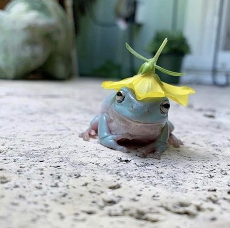 Frog With Flower, Flower Hat, A Frog