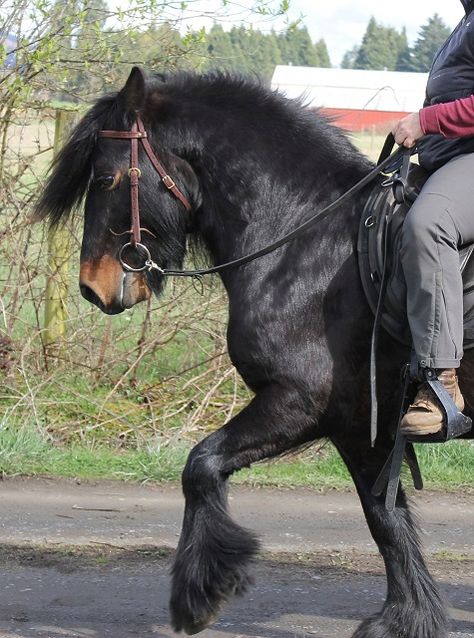 Fell Pony named Copperbeech. Copper in motion Fell Pony, Pony Breeds, Mini Horse, Friesian Horse, Majestic Horse, Brown Horse, Miniature Horse, All The Pretty Horses, Horse Crazy