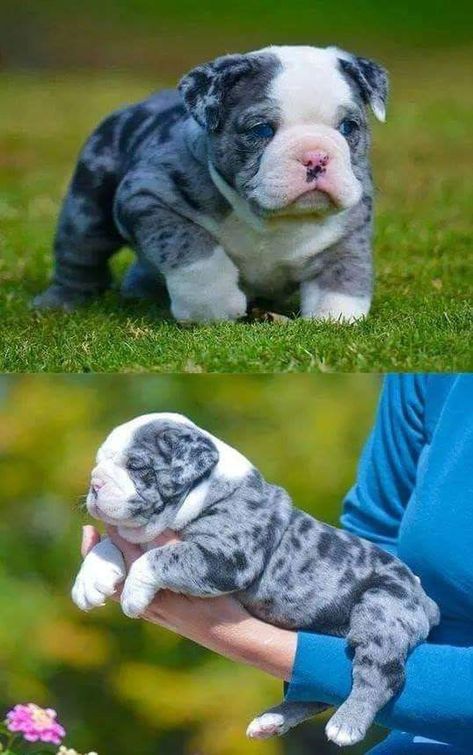 Cute Bulldog Puppies, Bully Breeds Dogs, Bulldog Francese, Super Cute Puppies, English Bulldog Puppies, English Bulldog Puppy, Baby Animals Pictures, Cute Little Puppies, Bull Dogs