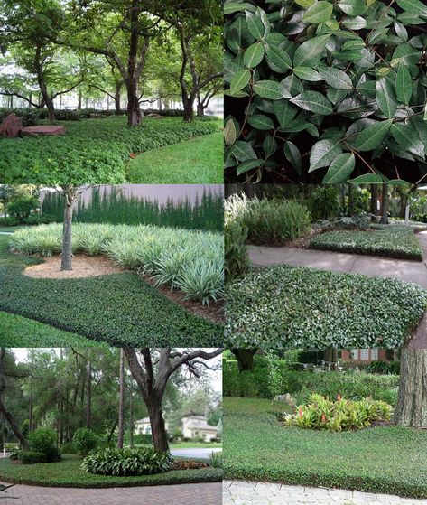 Asiatic Jasmine (Trachelospermum Asiaticum) - Zone 7b-10b Shade-Full Sun 1' Height 2'-3' Spread. Dark green shiny evergreen foliage forms a fast-growing thick blanket with this easy-care groundcover that's great under large shade trees! Deer, Heat, Mildew, Insect, & Drought resistant. Prefers moist, well-drained soil to establish. *Severe cold may cause it to drop some foliage. Asiatic Jasmine Landscaping, Star Jasmine Ground Cover Front Yards, Asian Jasmine Groundcover, Asiatic Jasmine Ground Cover, Groundcover Landscaping, Jasmine Ground Cover, Trachelospermum Asiaticum, Asiatic Jasmine, Southern Landscaping